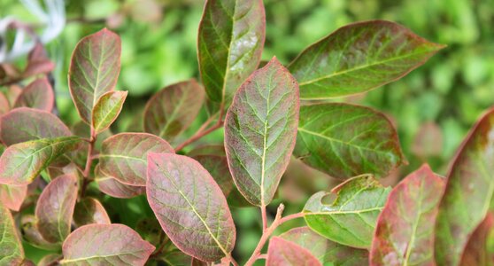 Leaf leaves green