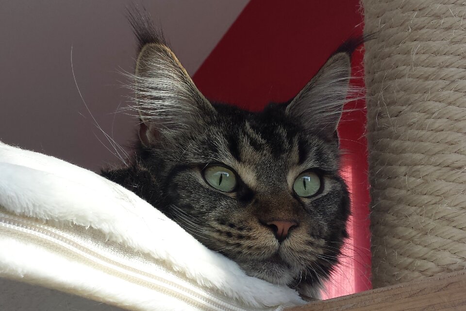 Maine coon cat cat face main coon