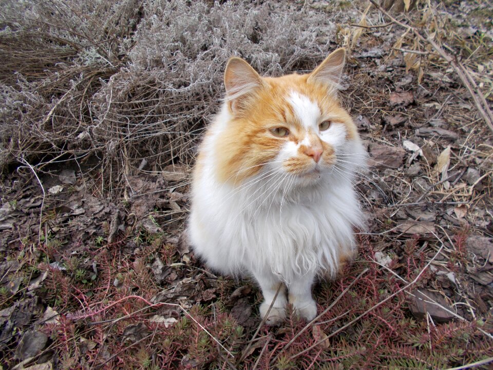 Outdoors homeless red fur