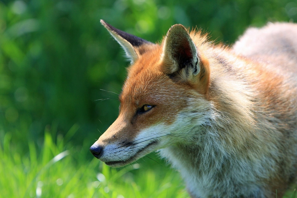 Wild wildlife close-up
