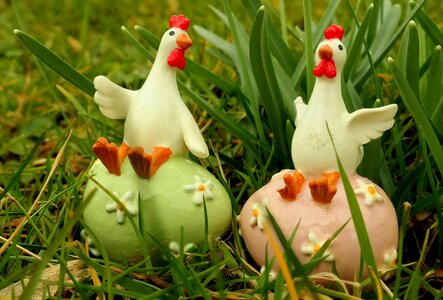 Meadow nature poultry