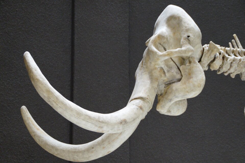Exhibit mammal tusks