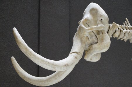 Exhibit mammal tusks