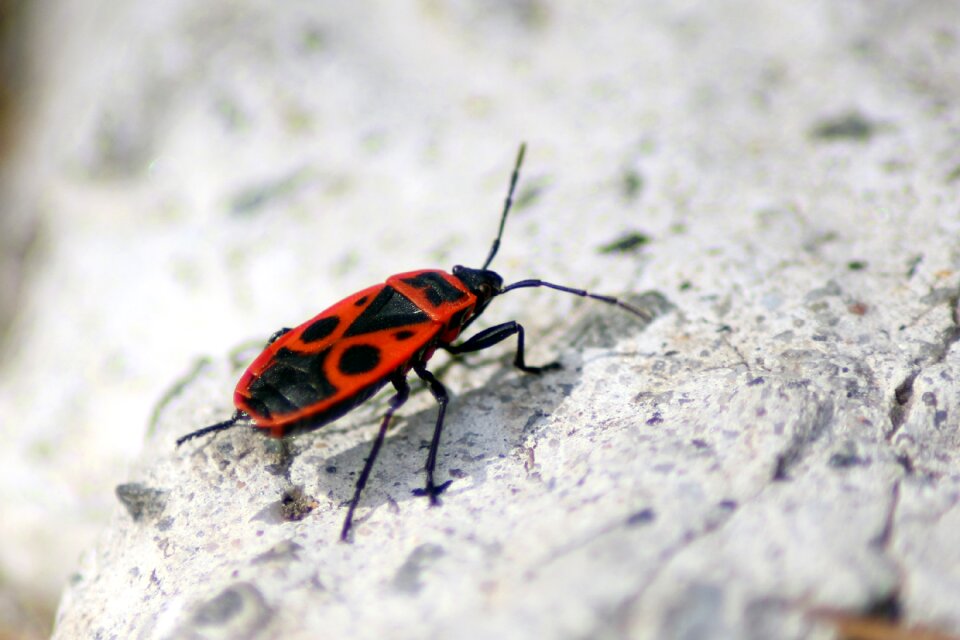 Insect nature european