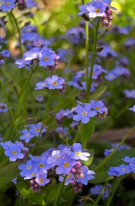 Blue myosotis small flowers photo