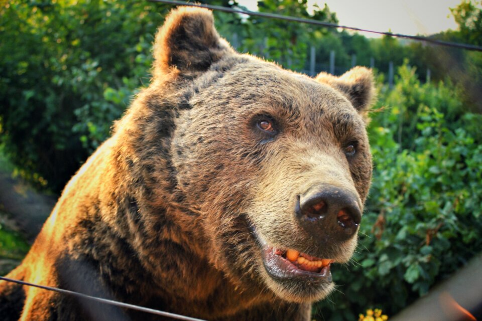Smile bear smile close-up