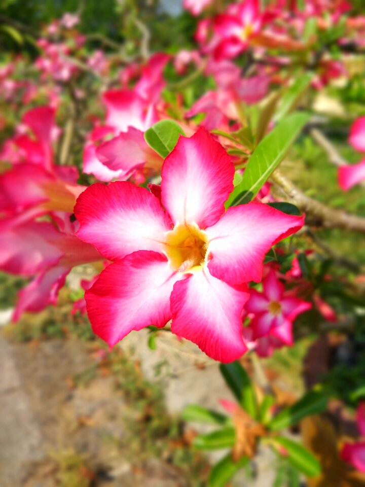 Blooming plant spring