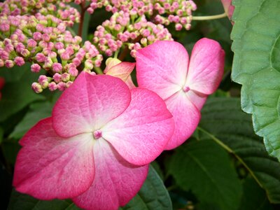 Flower close up hydrangea photo