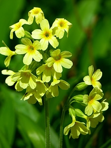 Primula vulgaris flower blossom