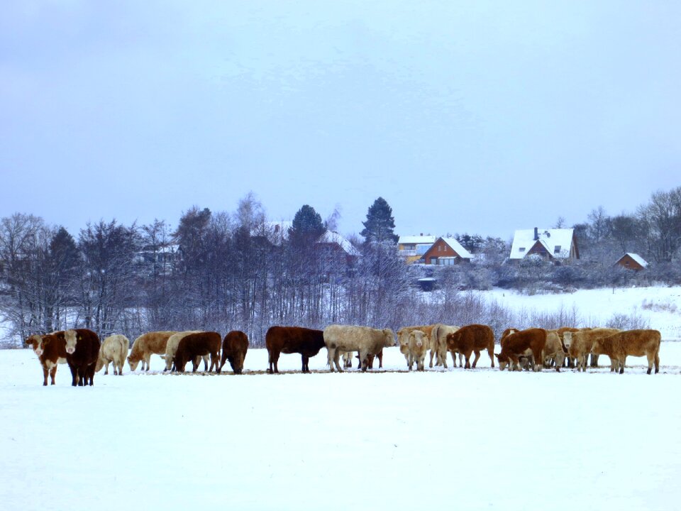 Agriculture animals beef