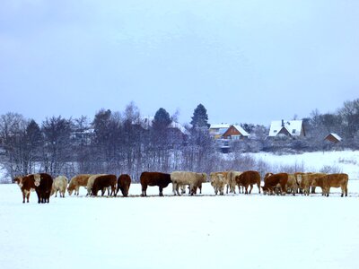 Agriculture animals beef photo