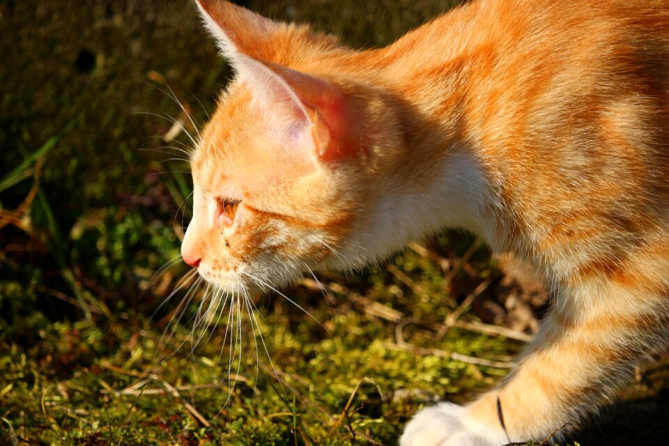 Cat baby red cat young cat
