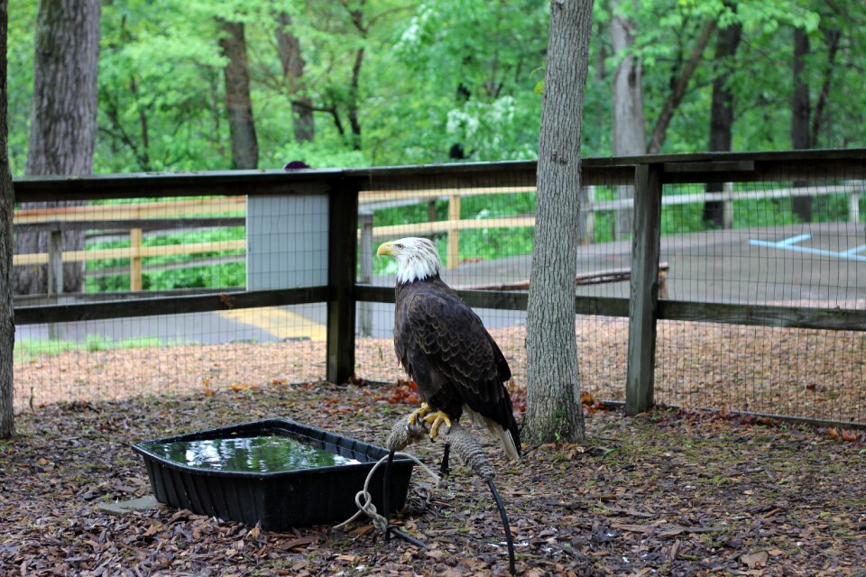 Eagle american wild