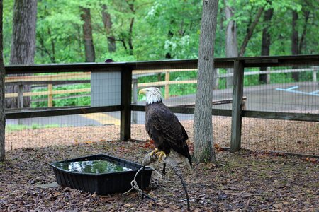 Eagle american wild