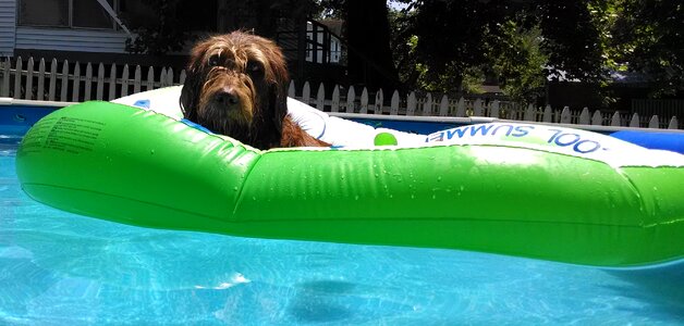 Sun pool swimming photo