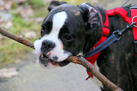 Dog look necklace leash