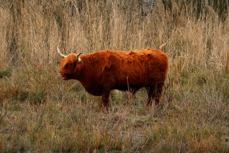 Animal meadow nature