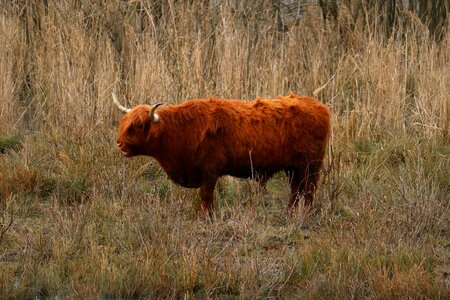 Animal meadow nature