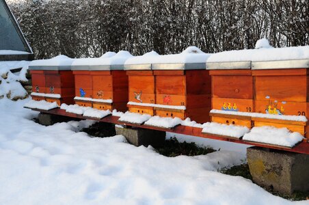 Bees bee hive honey bee photo