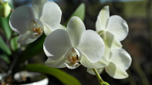 Blossom bloom plant