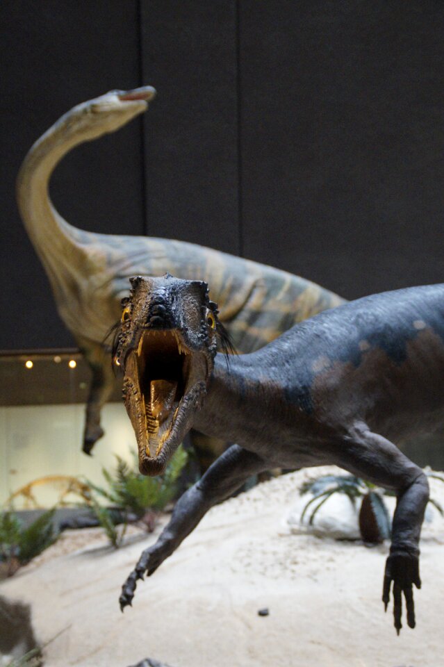 Exhibit replica natural history museum