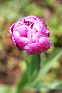 Peony pink insect photo