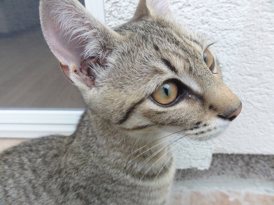 Animal domestic mammal