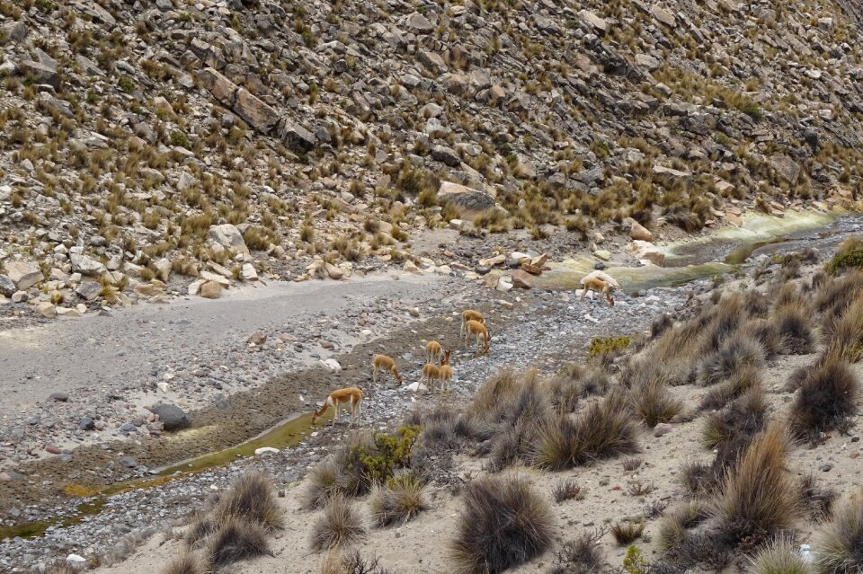 Andean animals dry river fauna