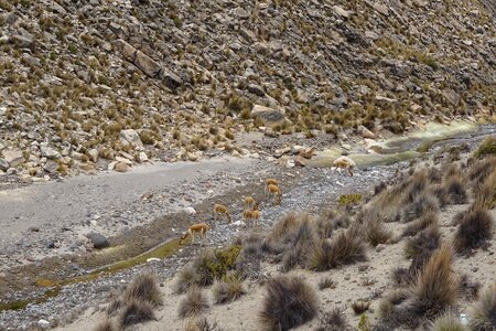 Andean animals dry river fauna