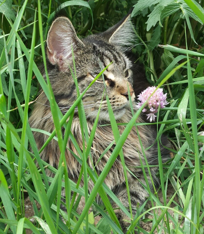 Maine coon cat cat face main coon