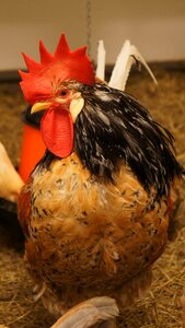 Rooster livestock poultry photo