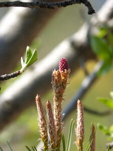 Pine bud pine fruit