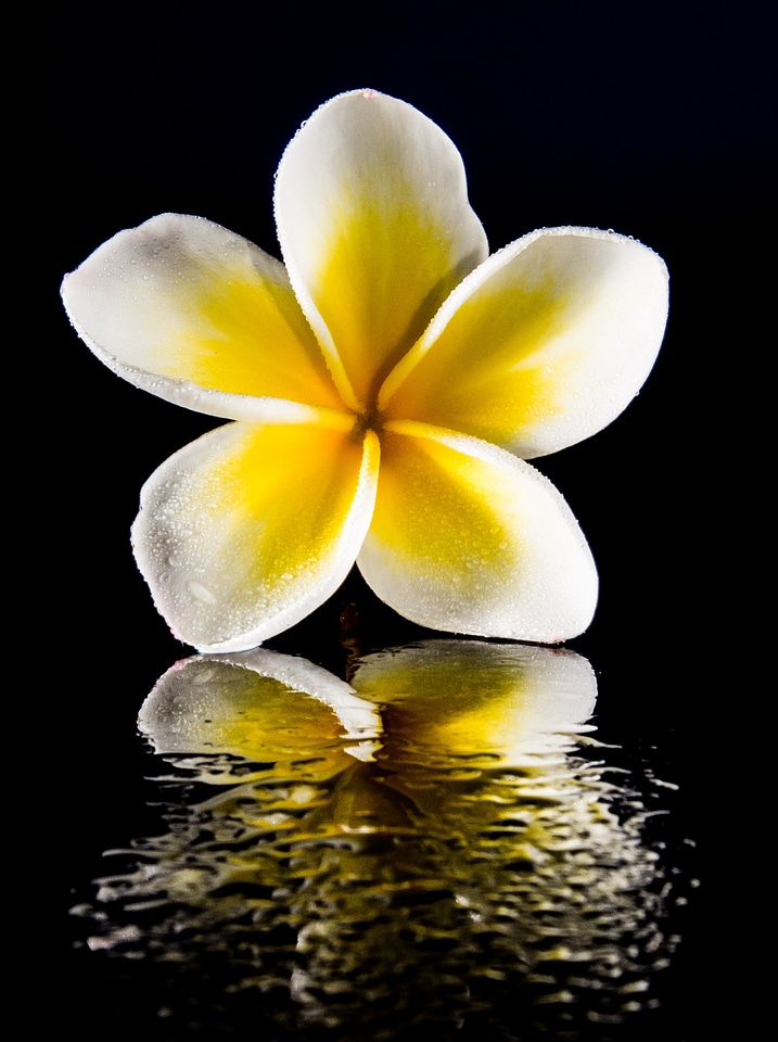 White yellow frangipani