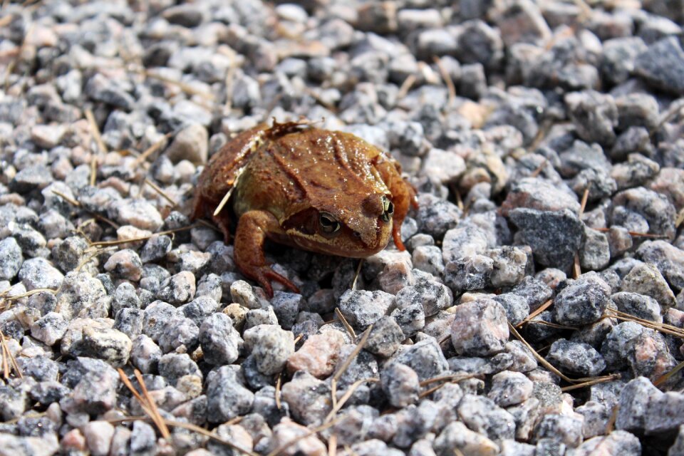 Animal close-up toad