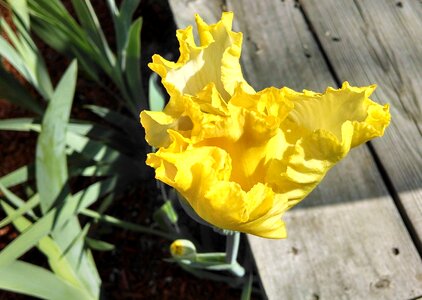 Nature bloom backyard