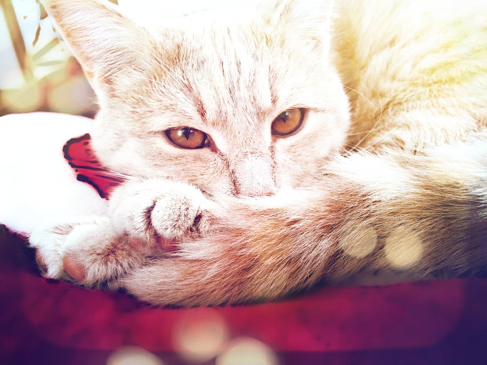 Animal cute relaxed