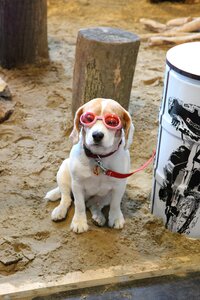 Dog animal specs photo