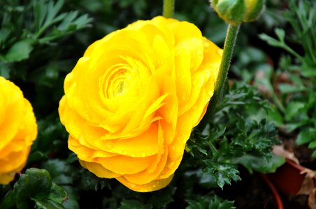 Goldilocks flower spring