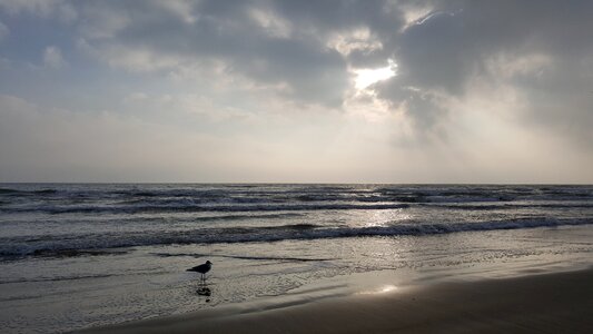 Seagull beach shore