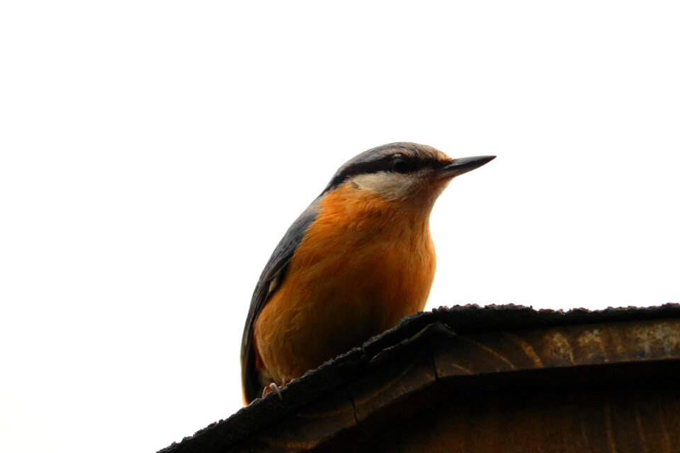 Foraging young wait