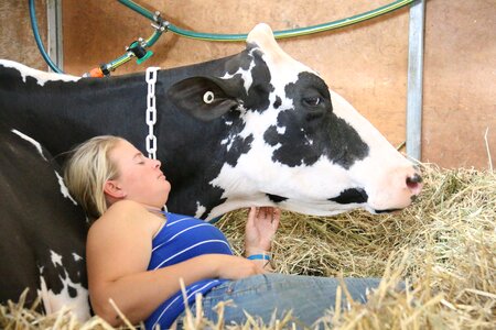 Dairy agriculture cattle