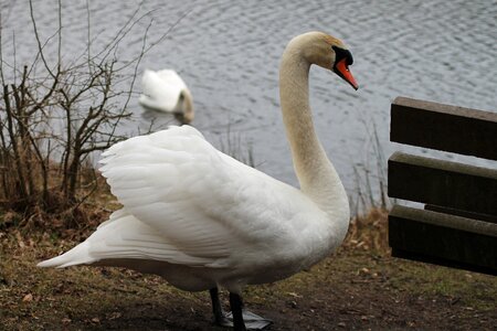 National bird danish water