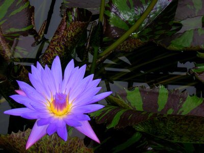 Purple blossom bloom