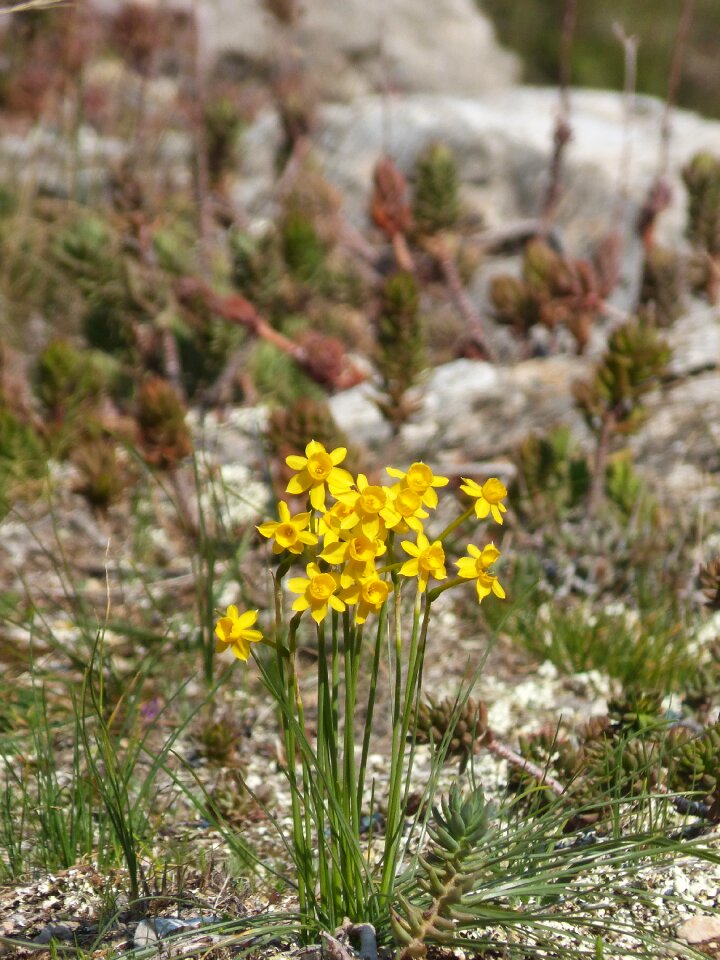 Wild flower spring yellow