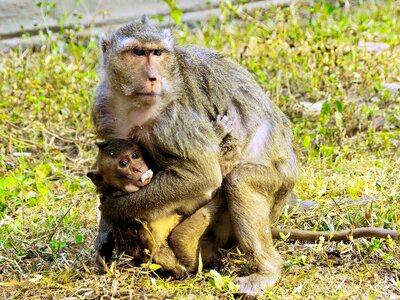 Family maternity protection