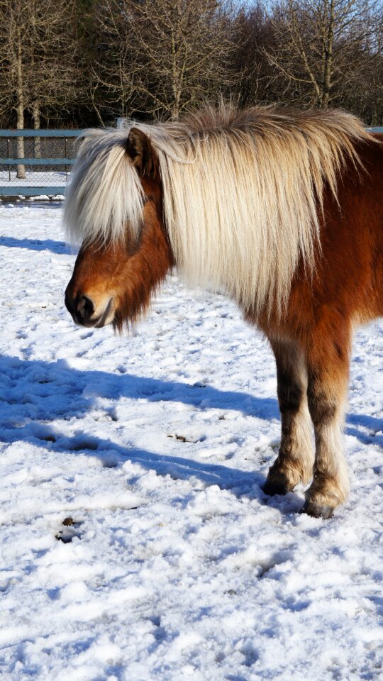 Iceland animal