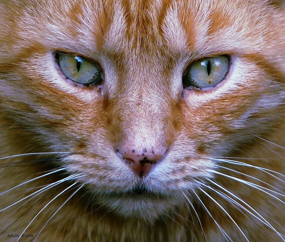 Head domestic cat animal world