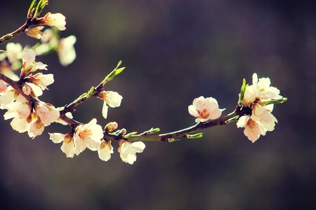 Garden flowers nature