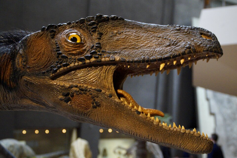 Exhibit replica natural history museum