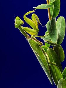 Mantis religiosa green close up photo